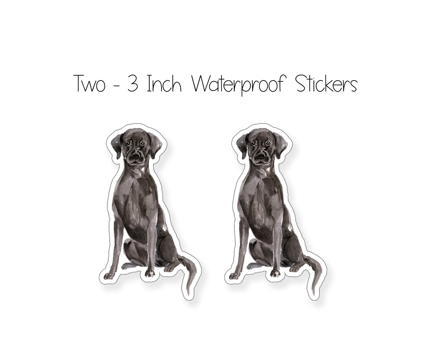 Black Labrador Folded Note Cards